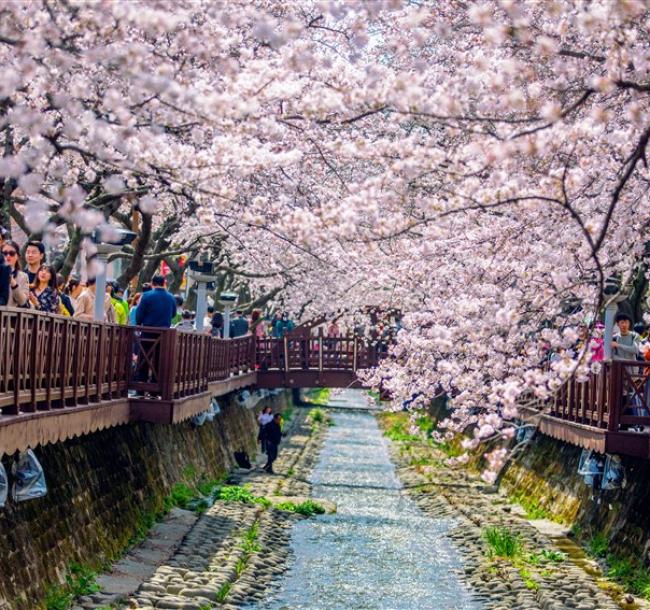 花現釜山鎮海旅遊｜小王子的櫻花林.羅曼史橋櫻花.溫泉川櫻花散步路.天空膠囊列車.大渚油菜花毯(一站購物彩妝)五日