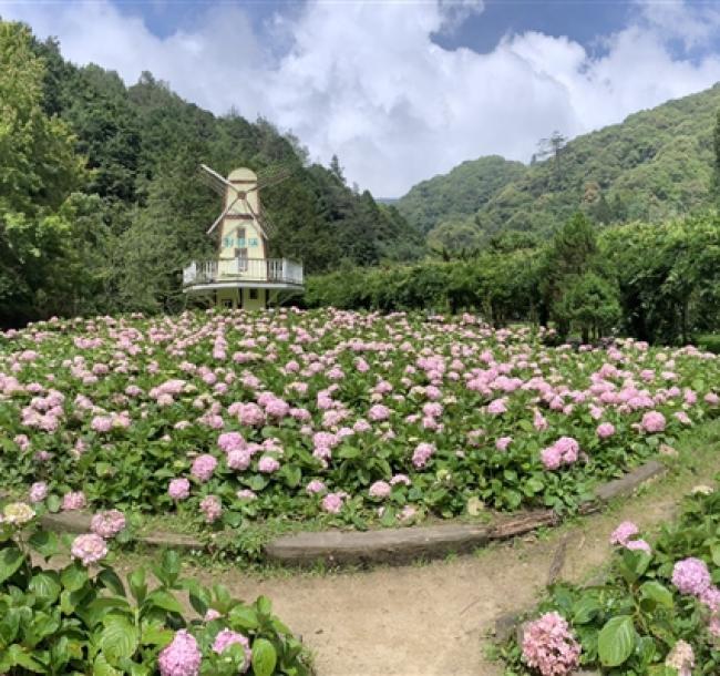 南投旅遊｜杉林溪森林遊樂區～四季花季.採果樂..杉林溪主題會館1泊2食二日｜高雄台南出發