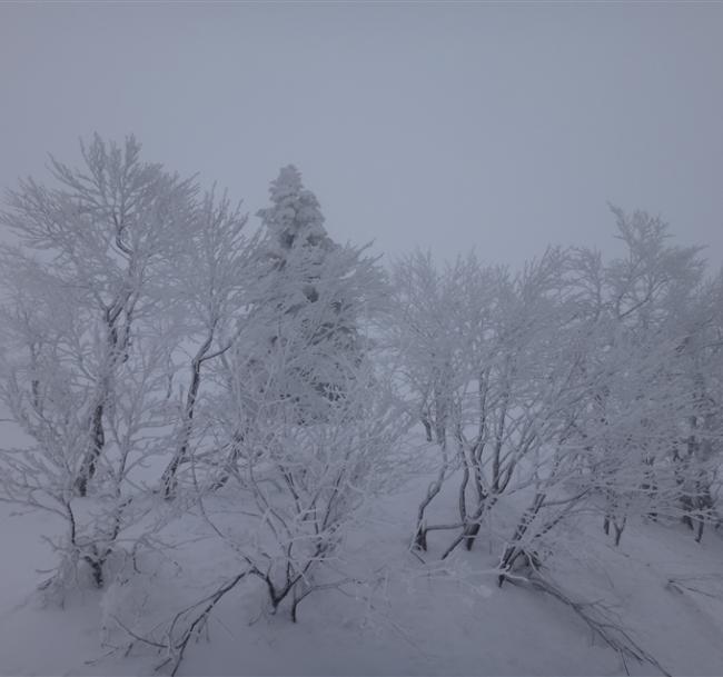 聰明玩花卷｜日本三大樹冰奇景～森吉山樹冰.松島灣美景.琉璃之眼～田澤湖.日本金賞NO.1～朝開酒造.溫泉5日