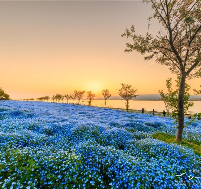 花現名阪雙城～紫藤垂瀑x粉蝶花海｜大阪環球影城.世界遺產～清水寺.平等院.達摩不倒翁~勝尾寺.岐阜城六日｜保住五星飯店