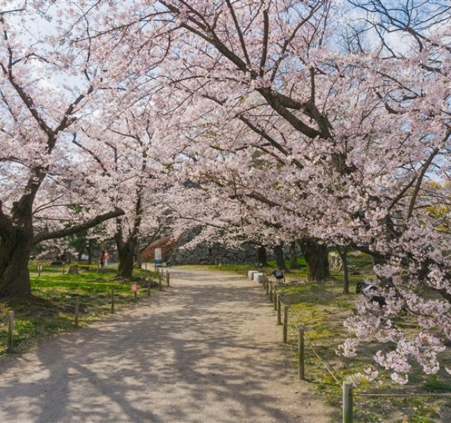 九州旅遊|賞櫻名所.舞鶴公園.萌熊電鐵.三大蟹鍋物吃到飽.阿蘇溫泉五日