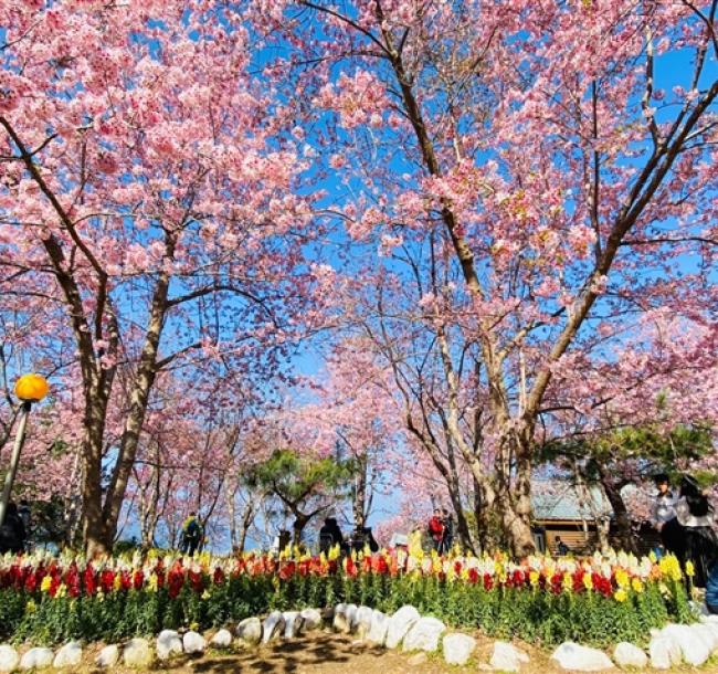 雙12第二人折612│桃園│恩愛農場賞櫻、神木步道、羅浮溫泉泡足湯、台版嵐山義興吊橋、無自理餐二日│高雄台南嘉義出發