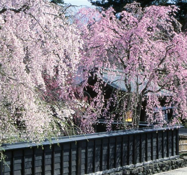 輕奢旅│東北賞櫻百選名景弘前公園．日本街道百選十和田市官廳街通駒街道．秘湯強首溫泉．三鐵道7日