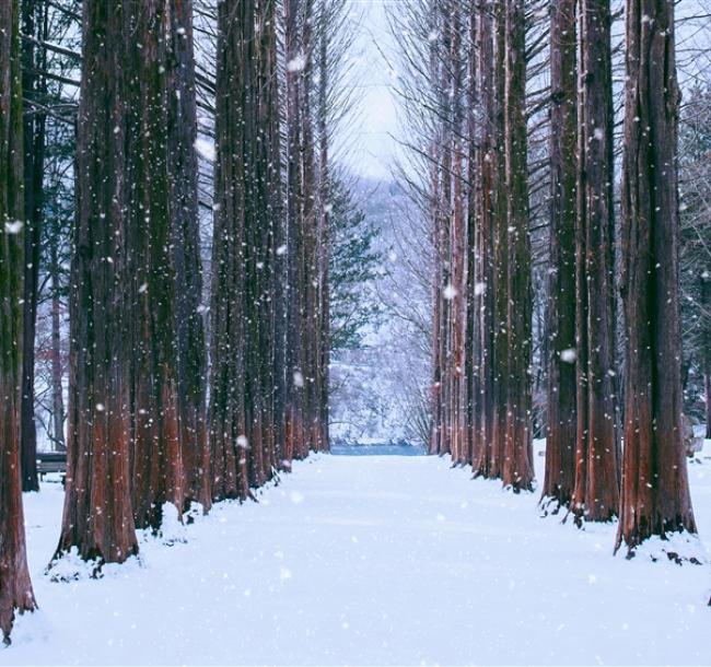 冬遊首爾｜保住鬧區飯店．滑雪體驗．暢玩樂天世界．景福宮韓服體驗．星空圖書館．南怡島雪景．跆拳秀(一站購物彩妝)五日｜高雄