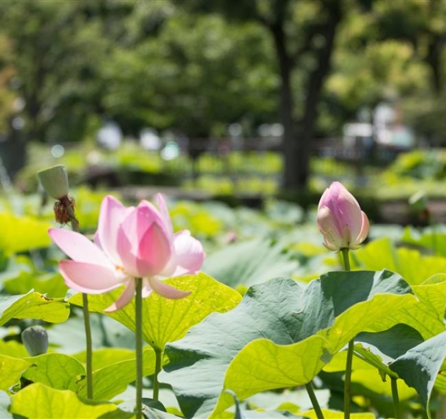 高雄旅遊｜寒軒飯店.蓮池潭蓮花季.輕軌體驗.澄清湖.百年舊鐵橋二日遊｜大人囝仔