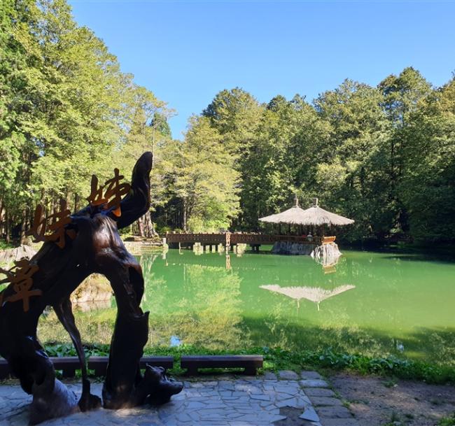 嘉義旅遊｜阿里山賞櫻花觀日出.頂石棹步道.巨木秘境.入住園區二日