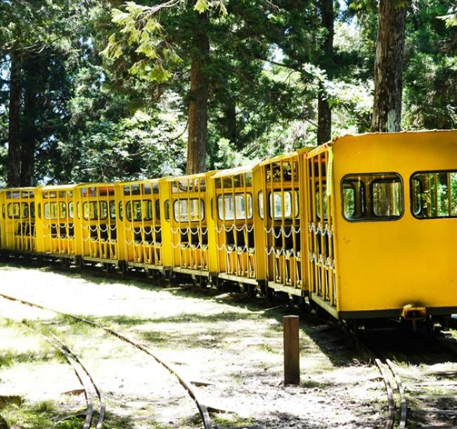 宜蘭旅遊│太平山蹦蹦車．森林小火車．原始林步道一日│大人囝仔