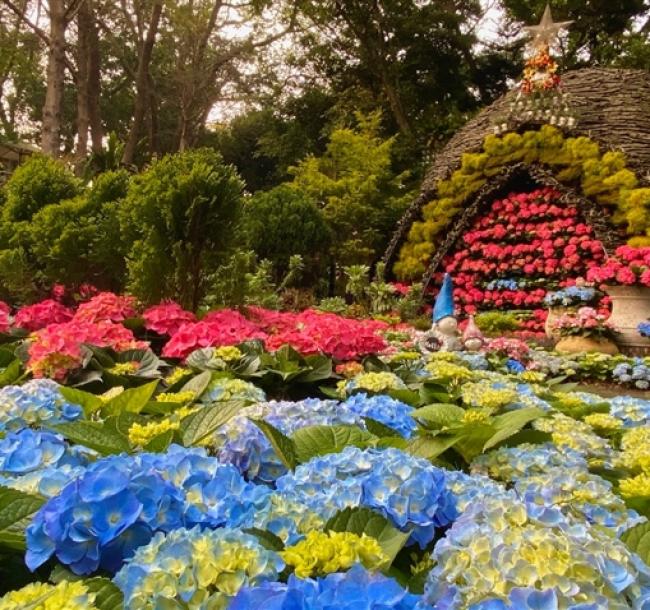 苗栗旅遊｜季節限定.花露繡球季.苗栗特色館.芋頭大福DIY一日｜大人囝仔