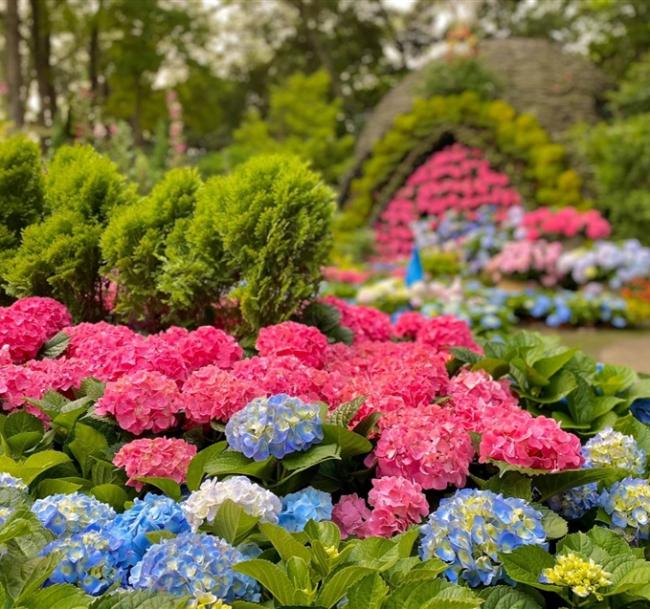 孝親520│新竹旅遊｜季節限定繡球花、石門水庫散策、老爺自助晚餐、五星老爺二日遊│高雄台南出發