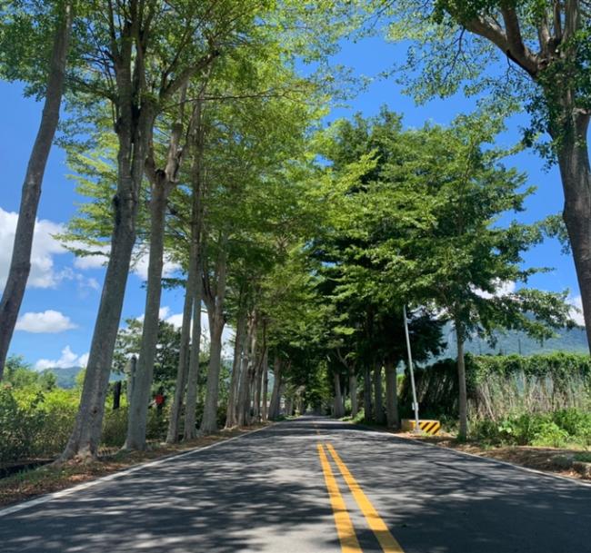 【台東旅遊．兩人成行】單車遊龍田村．高台茶園．班鳩冰品半日