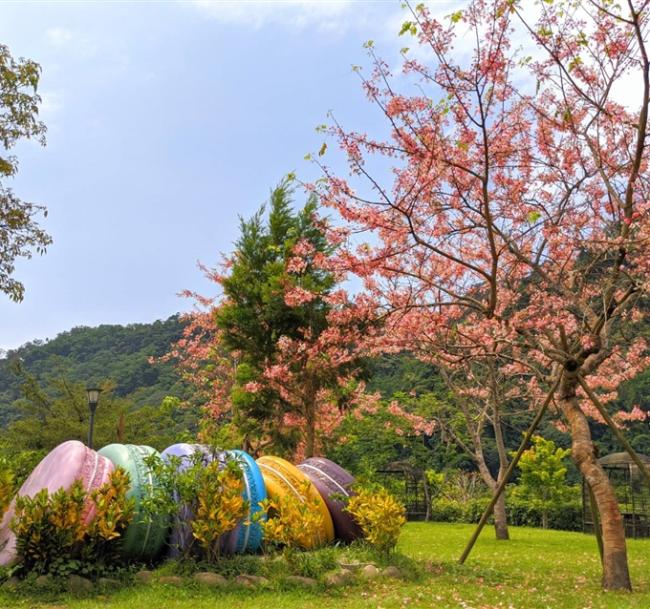 苗栗旅遊｜季節限定.雲水賞櫻花.大湖採草莓.南庄尋美食一日｜大人囝仔