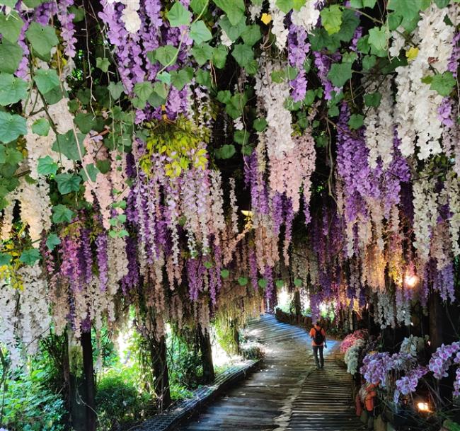 嘉南旅遊｜大人囝仔｜阿里山賞櫻．大坑休閒農場紫藤花．洲際嘉義福容voco酒店二日｜中部出發