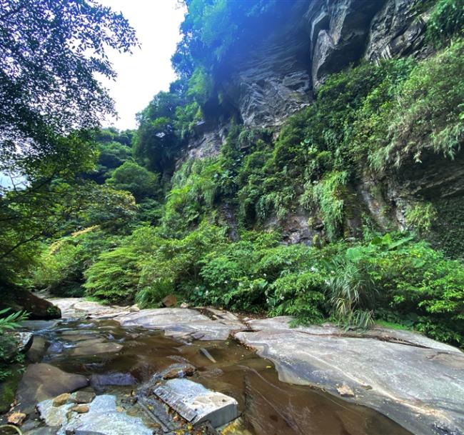 賀歲折$500｜台北旅遊｜姜子寮絕壁步道.康誥坑溪.烘爐地賞櫻花二日｜中部出發