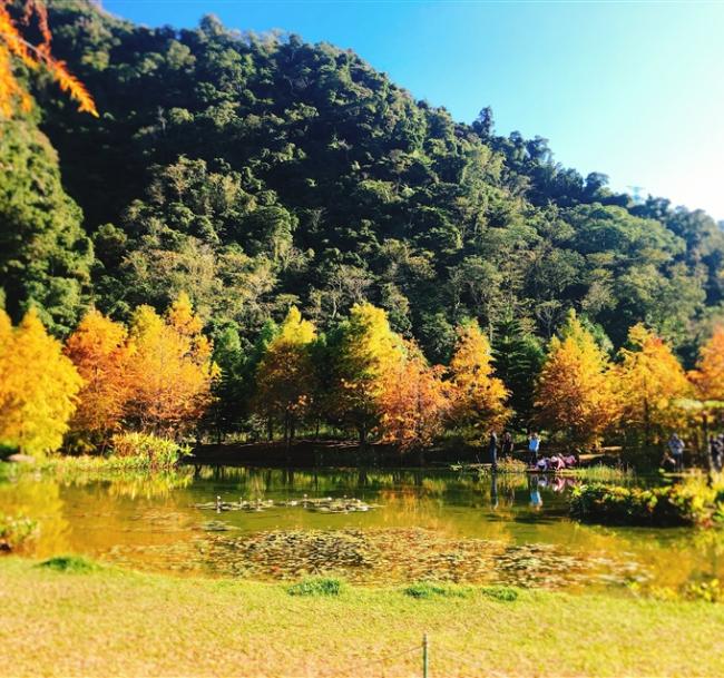 苗栗旅遊|全台十大落羽松秘境.人氣爆漿黑糖饅頭DIY一日|大人囝仔