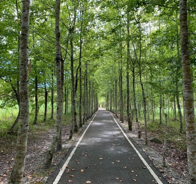 花蓮旅遊．清明連休火車來回｜大農大富螢漫平森、池上伯朗大道、台版紐西蘭、池南森林、月洞奇觀三日｜高雄出發