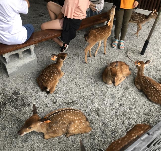 宜蘭花蓮旅遊│蔥田採蔥DIY.張美阿嬤農場.金三角.地耕味.豆腐岬.羅東駿.飯店一泊二食二日遊