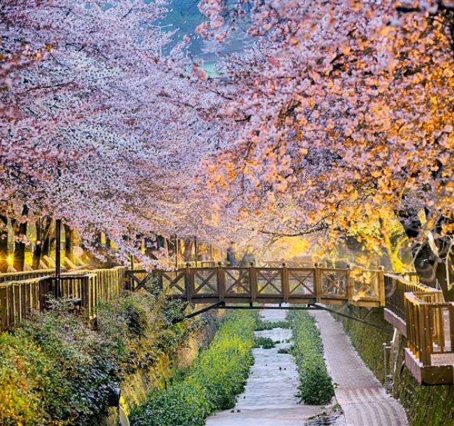 花現釜山｜鎮海櫻花．羅曼史橋慶和站櫻花．佛國寺櫻景．無去川賞夜櫻．海雲台列車．樂天超市採購(一站購物彩妝)五日｜高雄