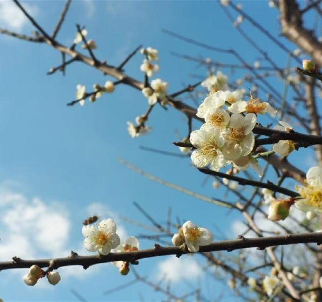 宜蘭旅遊|靈蛇吐瑞迎新歲～棲蘭梅花林賞櫻．三星花海．蔥料理．冬山舊河港燈節一日|大人囝仔