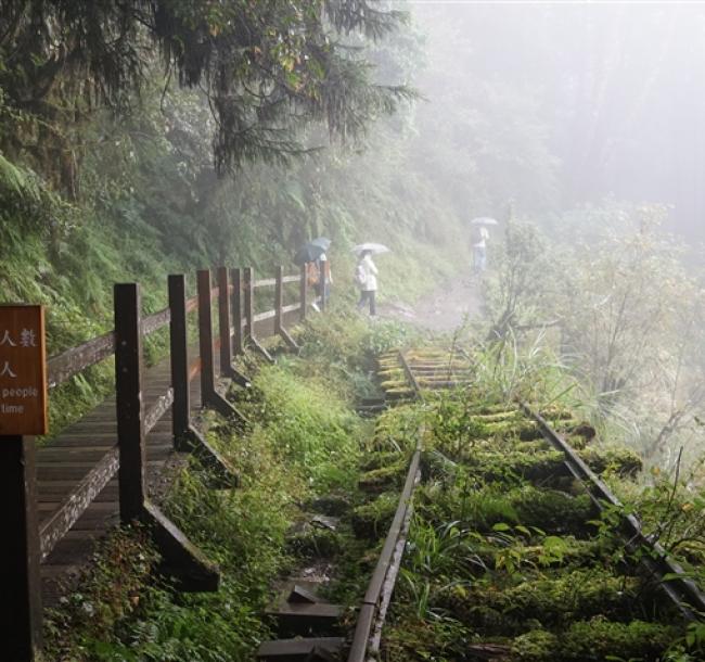 宜蘭旅遊│太平山最美小徑見晴步道．鳩之澤吊橋溫泉一日│大人囝仔