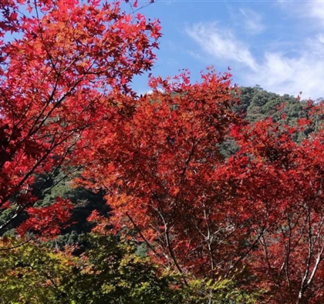 賀歲折$500．桃園旅遊｜拉拉山巨木步道.巴陵生態古道.達觀農場二日｜台中出發