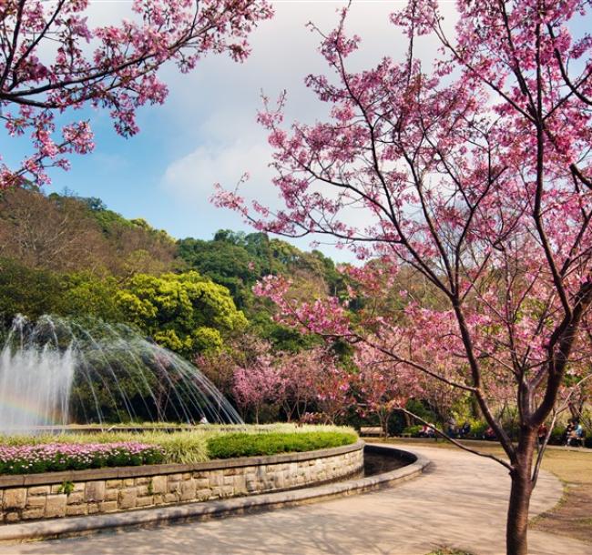 台北旅遊｜竹林山觀音寺賞櫻.陽明山中山樓.圓山東密道飯店晚餐二日｜中部出發