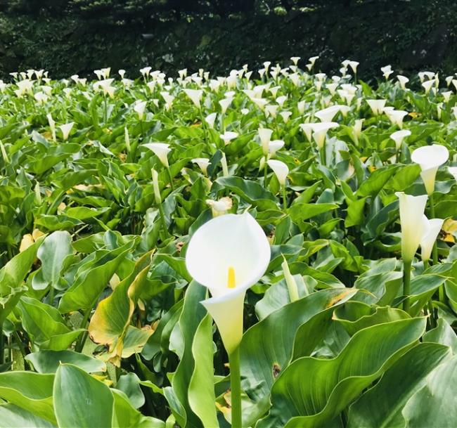 環島走春雙人同行優惠價｜瑞穗黄金湯、療癒系水豚可愛娃娃綿羊、竹子湖海芋季、春遊台灣四日｜高雄出發