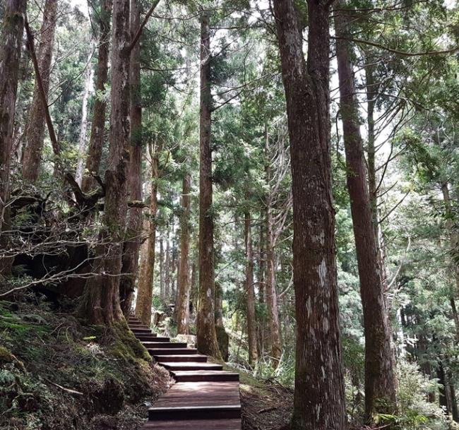 大東北角｜宜蘭旅遊.太平山森林浴.原始林步道.全球最美見晴步道一日｜大人囝仔