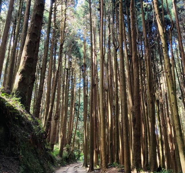 嘉義旅遊｜《特富野古道》最美步道重新開放.柳杉環繞.奮起湖鐵路便當一日｜高雄出發