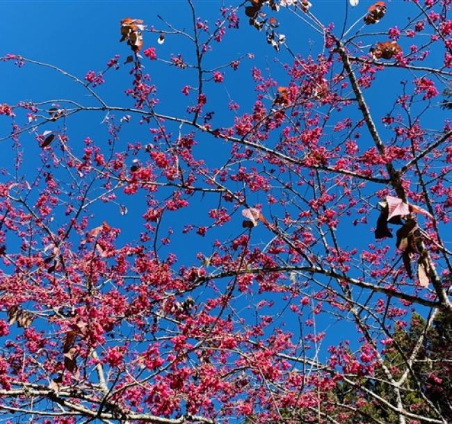 台東旅遊｜連休出遊.最高折5百｜藍皮解憂號.多良車站.阿美族歌舞.池上單車漫遊.太麻里賞櫻花三日｜台中出發