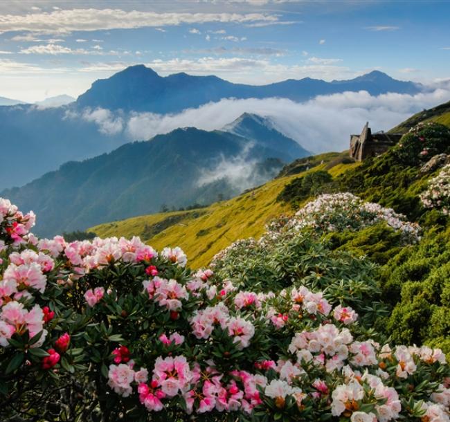 南投旅遊|高山杜鵑綻放．合歡山半日遊．清境農場賞花趣2日