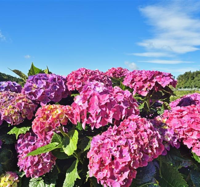 台中旅遊｜繡球初夏盛綻～花露農場.期間限定採甜蜜桃.客家風味餐一日｜大人囝仔