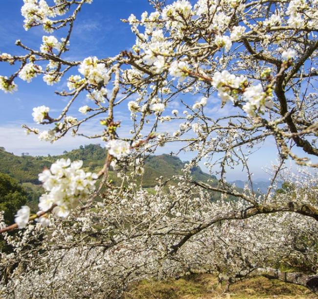 彰化｜大人囝仔.虎山岩賞李花.異國風－琉璃仙境.昇田食品.入住福泰商務飯店二日｜高雄台南