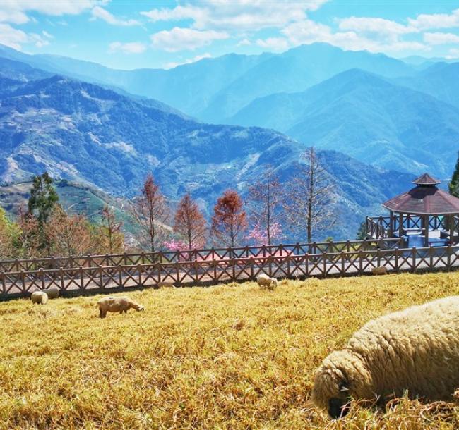 南投旅遊｜《挑戰百岳X花現杜鵑花季》遇見合歡山主峰.清境農場數羊去．埔里酒廠２日｜高雄台南