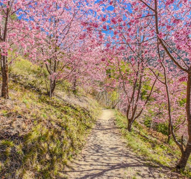 櫻花折800｜新竹旅遊│上帝遺忘的部落~司馬庫斯賞櫻、巨木群步道、蔬食創意餐、藍染束口袋、新竹老爺三日│高雄台南出發