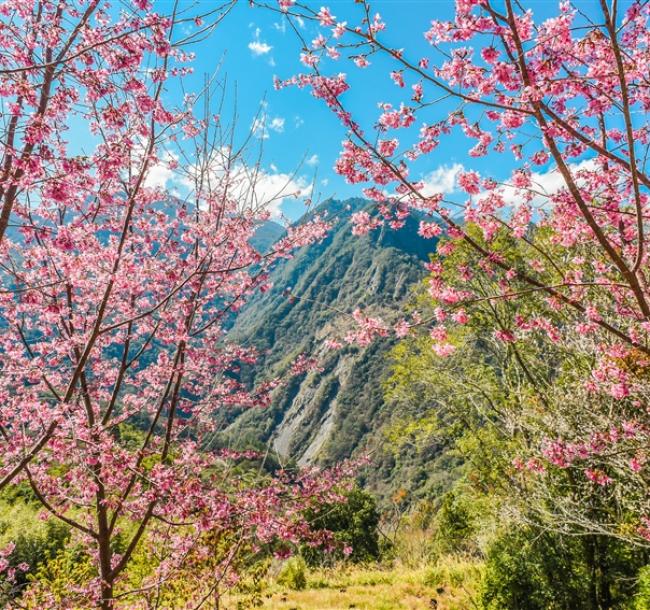 新竹旅遊|最美上帝的部落~司馬庫斯X薰衣草森林療癒二日｜台北/新竹出發(六人成行)