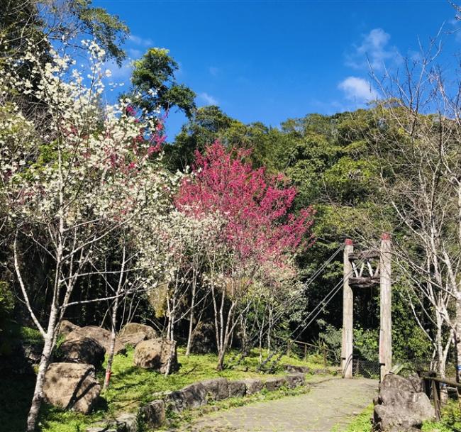 嘉義｜賀歲早鳥享優惠｜鄒族文化部落.歌舞表演.嚐阿里山高山茶.饗食部落風味餐.迷糊步道一日