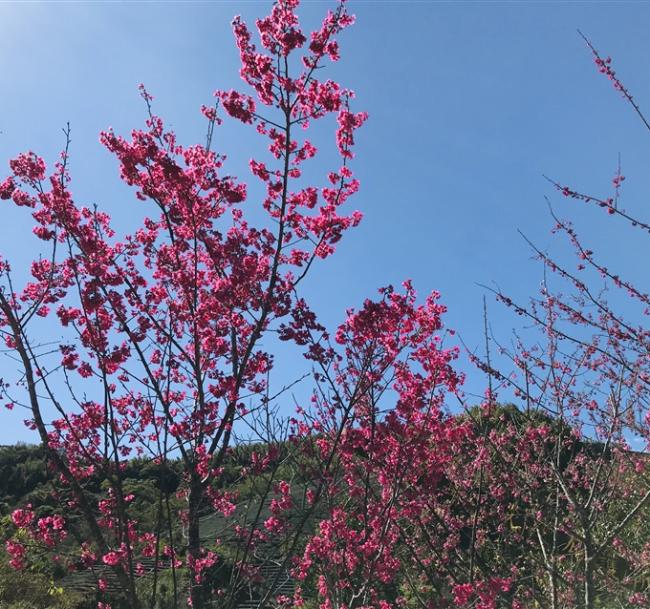 嘉義｜逐鹿梅花鹿園.阿里山迷糊步道賞櫻.故宮南院.城堡.耐斯王子大飯店一泊二食二日｜高雄台南