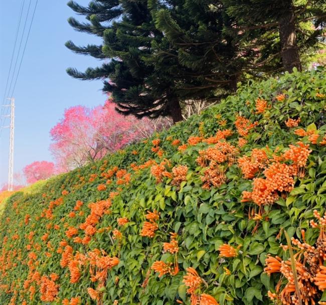 苗栗｜黃澄澄的花海～銅鑼炮仗花海公園.品遊慢城南庄老街１日｜高雄出發