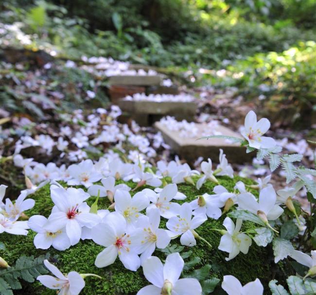 彰化旅遊｜挑水古道雪白桐花季．鹿港老街/鹿港天后宮美食大探索．芳苑紅樹林潮間帶步道一日│台北出發