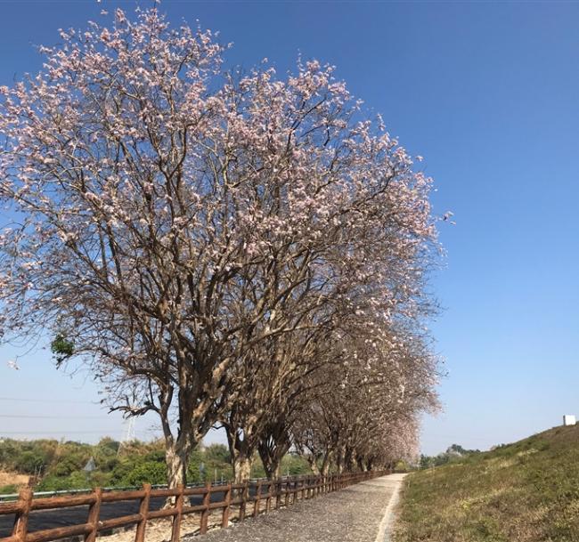 高屏旅遊｜微笑藍皮.烏山頭游湖.香榭大道南洋櫻.濱線「哈瑪星號」列車.東港黑鮪魚季.大鵬灣遊船三日｜大人囝仔