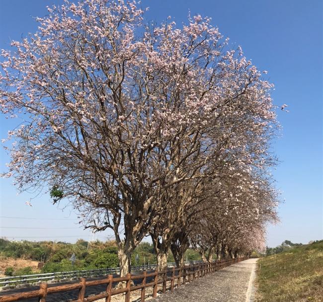 高屏旅遊｜限量折15位｜烏山頭游湖~浪漫南洋櫻.鵬村濕地導覽.大鵬灣遊湖.船上享用迎王飯湯.5星雙福華3日｜大人囝仔