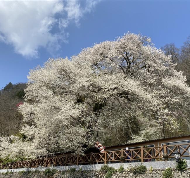 新竹旅遊｜觀霧山莊霧社櫻王.雪霸農場.老爺自助晚餐二日｜中部出發