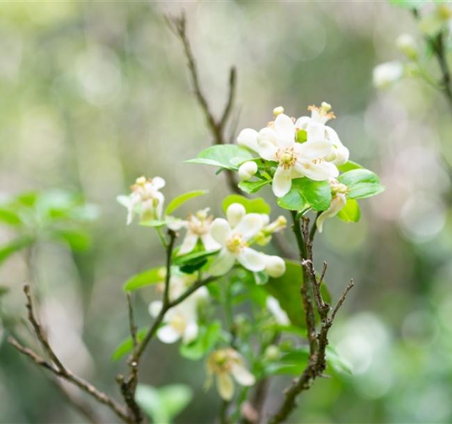 苗栗旅遊｜季節限定.西湖柚花季.低碳電動遊園車.手做除穢包.低碳竹筒飯便當DIY.鄭漢步道一日｜大人囝仔