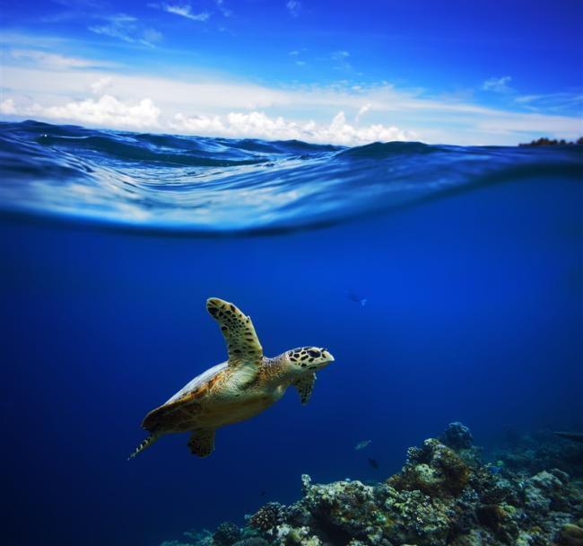 馬爾地夫｜HurawalhiMaldives芙拉瓦麗．5.8海底餐廳．7日