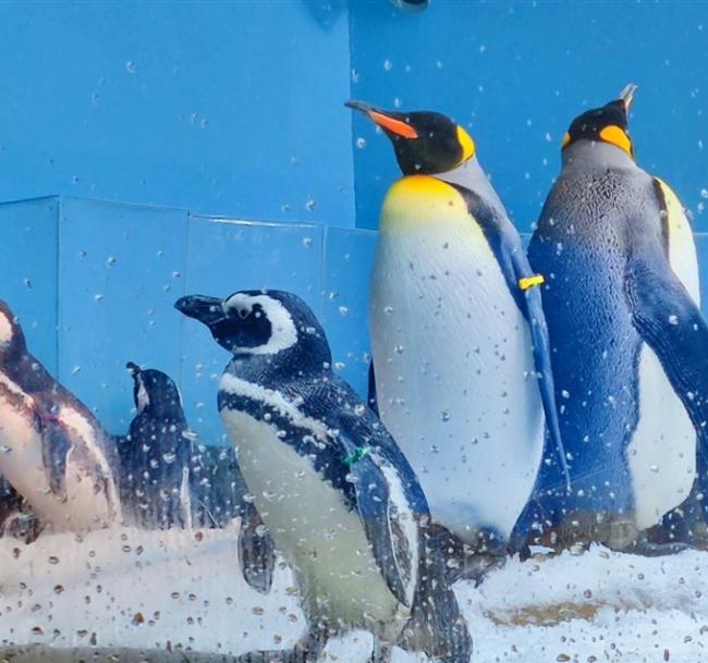 過年預購折500｜桃園旅遊│XPARK水族館、秀才登山步道、台版撒哈拉沙漠、喜來登一泊二食二日遊│高雄台南嘉義出發