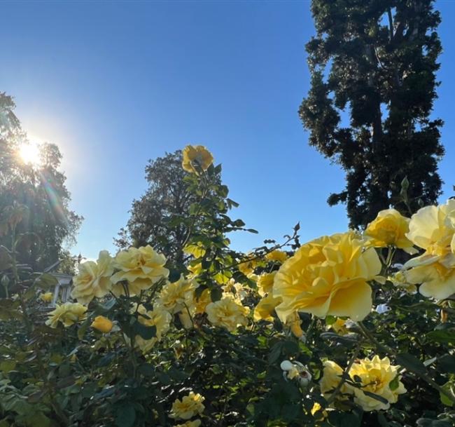 最高省１萬》美西春花開｜最美私人花園、旋轉纜車、大峽谷、優勝美地、洛杉磯、拉斯維加斯、舊金山９日