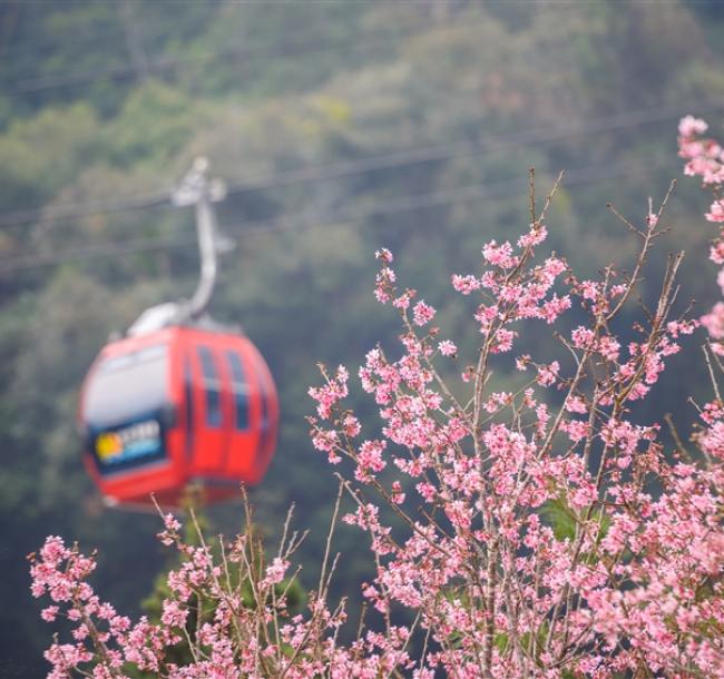 招財贈禮．南投旅遊｜2025九族文化村櫻花祭搶先跑．日月潭纜車一日｜中部出發