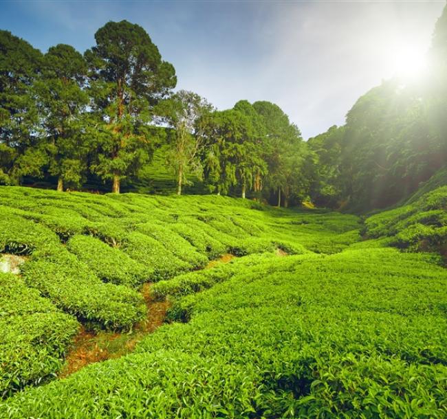 馬來西亞旅遊｜金馬崙英式風情.哈比村童話世界.玻璃屋下午茶.綿羊莊園.大紅花度假村6日