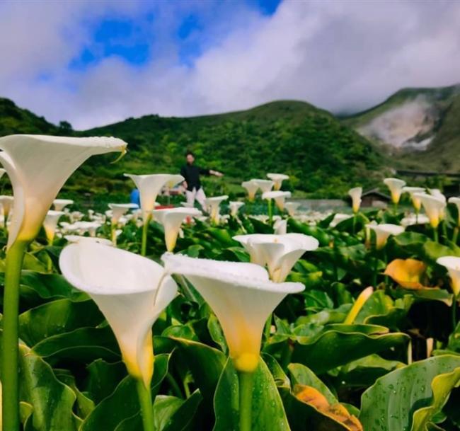 台北旅遊｜初夏雙花賞~陽明山海芋x花博玫瑰展·八大秘境~老梅綠石槽·金山老街1日