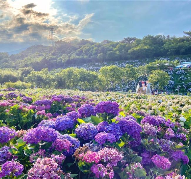 孝親520｜新北旅遊｜季節限定繡球花、水月道場農禪寺、希爾頓自助晚餐、五星板橋凱撒二日遊｜高雄台南出發